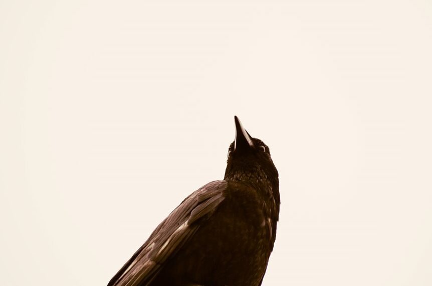 commercial impact intelligence study