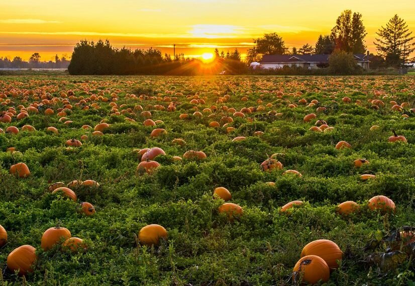 competitive analysis overview report